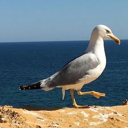 The Birds Nest Σπίτι διακοπών Alvor