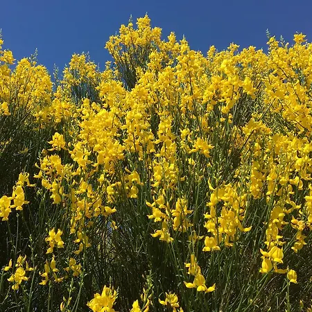 Σπίτι διακοπών The Birds Nest *